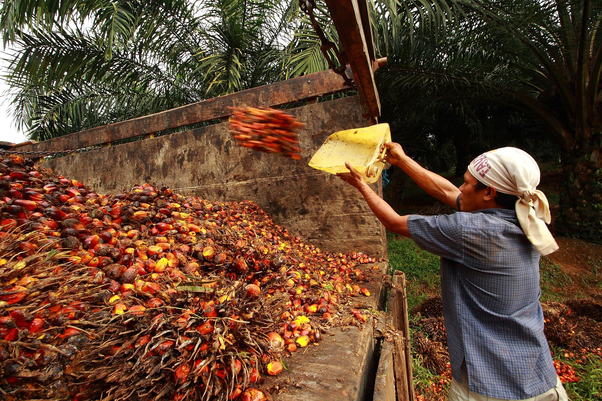 Oil palm fruit harvested and loaded in Bogor, Indonesia